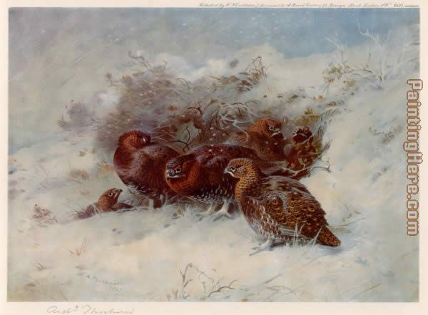 Grouse Sheltering